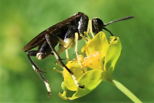 Réf. 222 317 : Macrophya montana